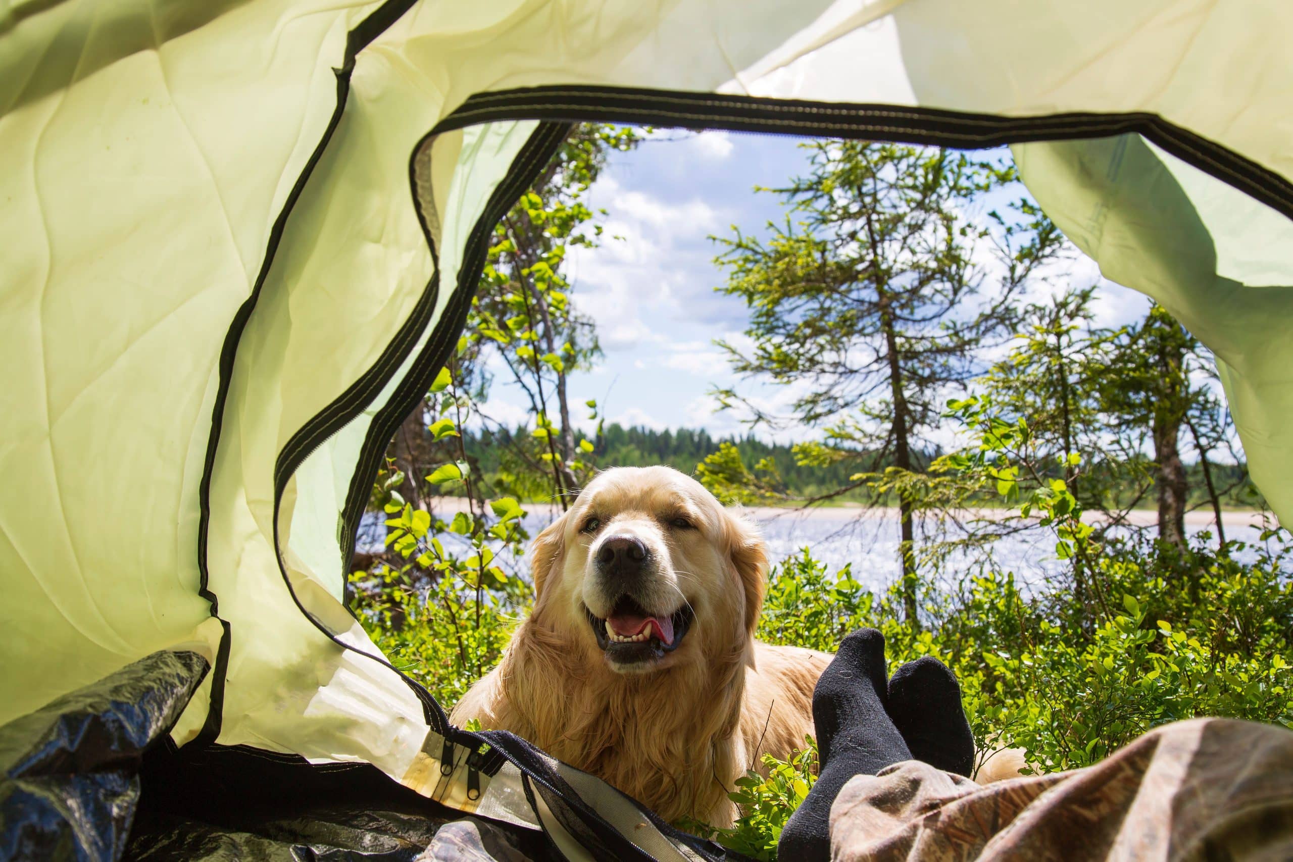 ADO camping chien scaled